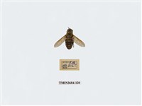 藏品(雙翅目)的圖片